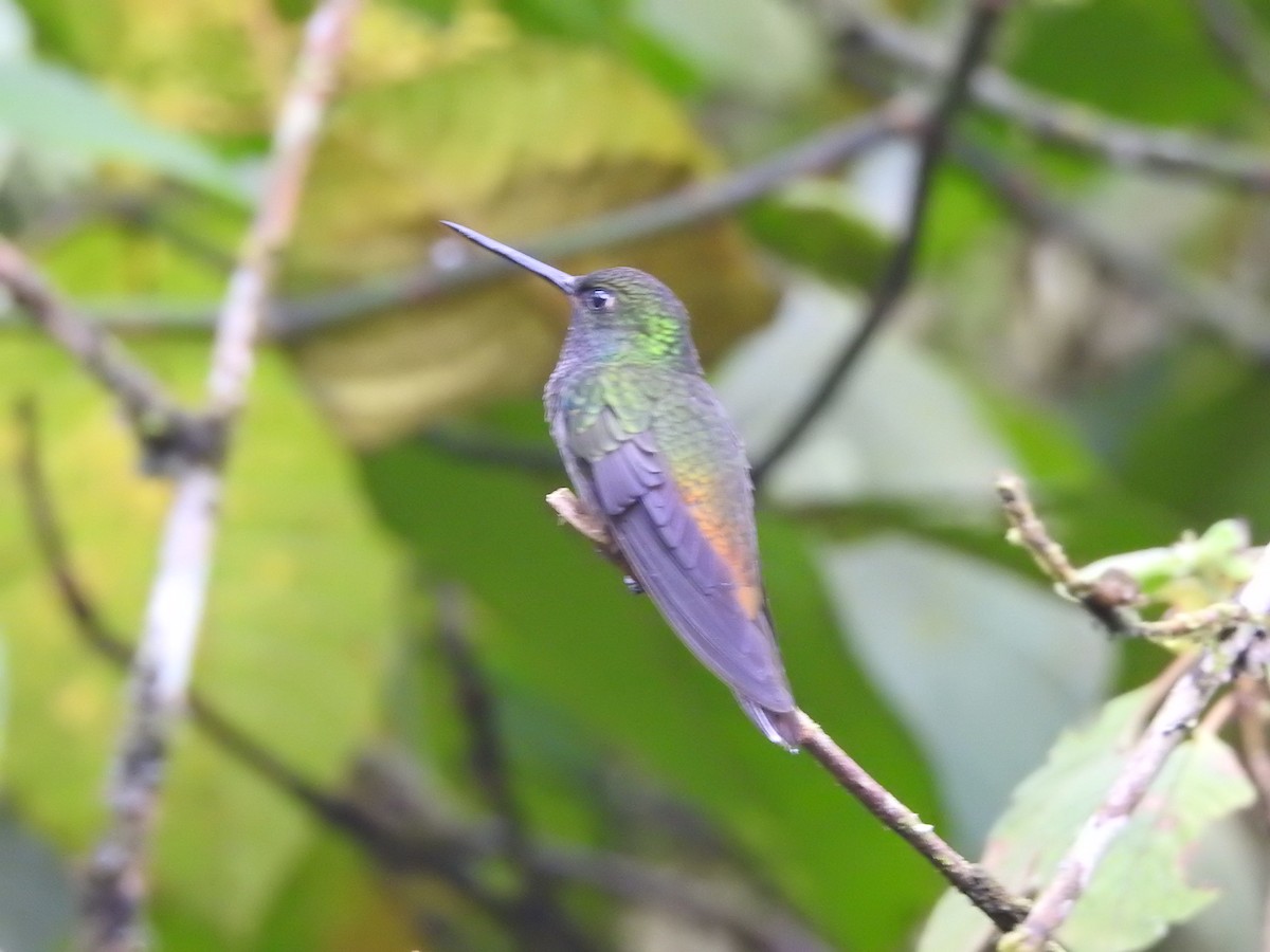 kolibřík zelenohřbetý - ML616051072
