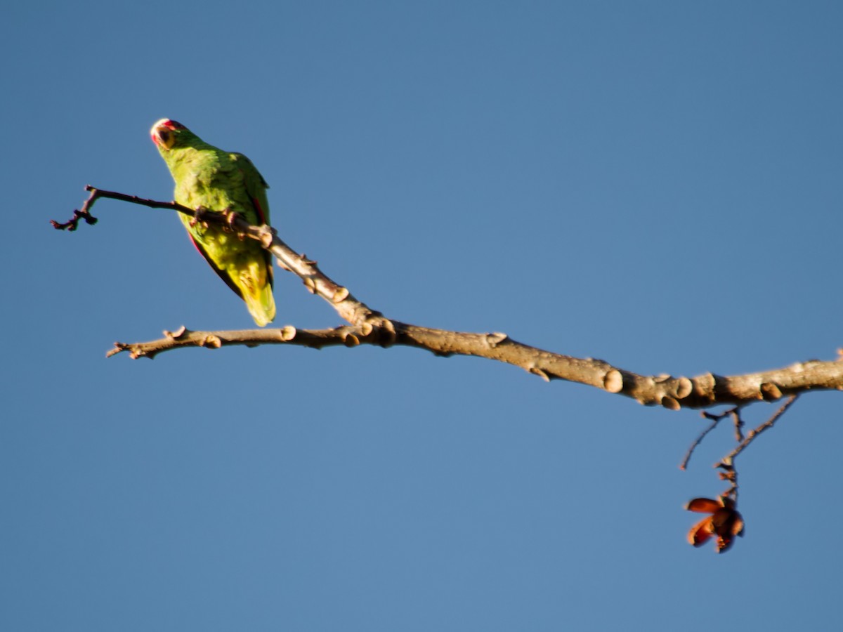 White-fronted Parrot - ML616051161
