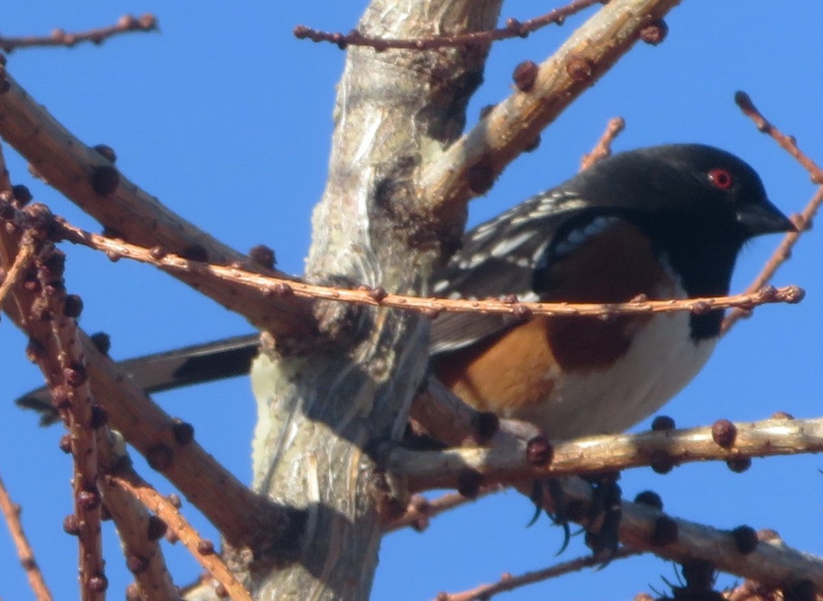 Spotted Towhee - ML616051191