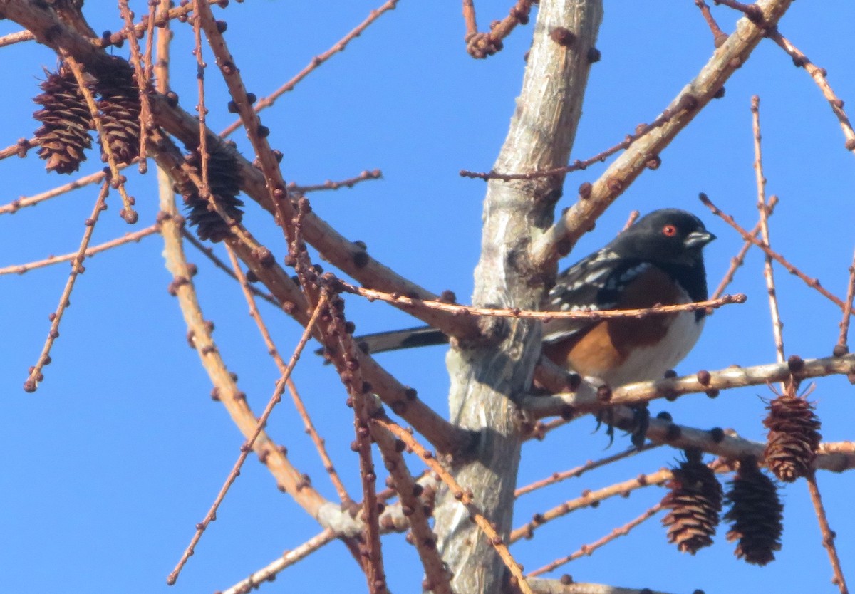 Spotted Towhee - ML616051192
