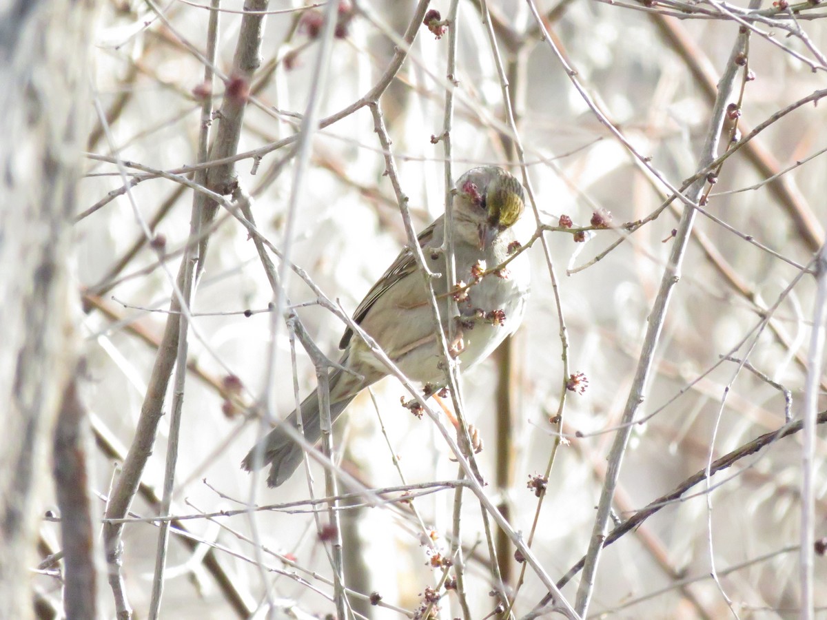 Golden-crowned Sparrow - ML616051272