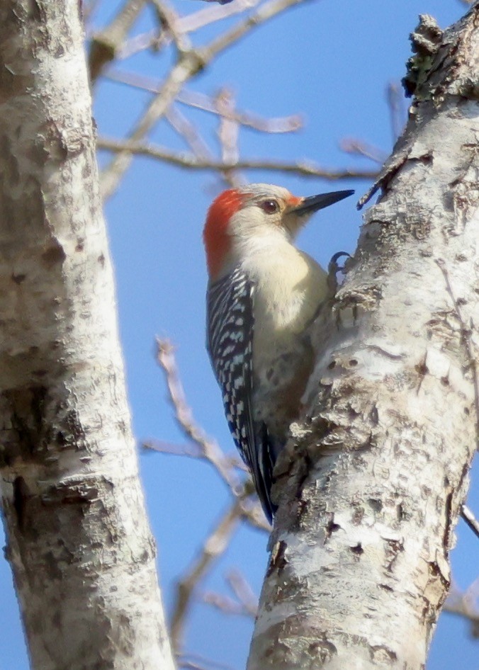 Red-bellied Woodpecker - ML616051449