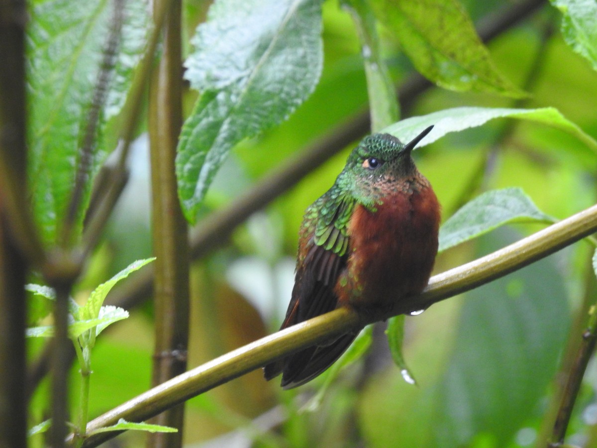 kolibřík peruánský - ML616051597