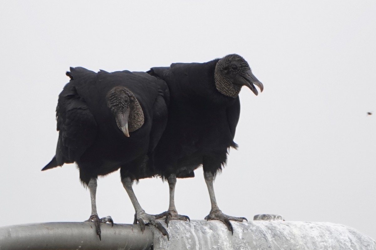Black Vulture - Paul Klerks