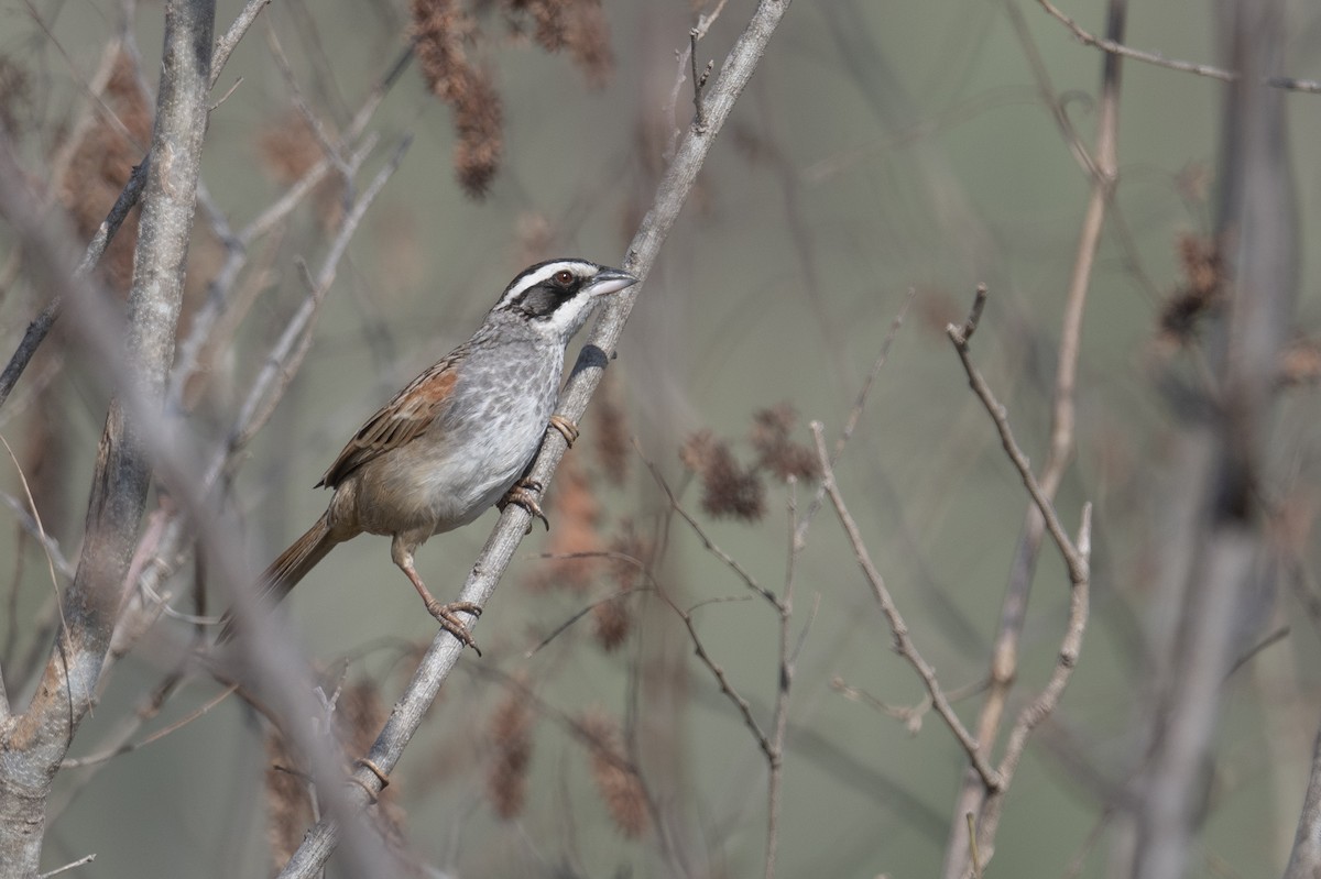 Stripe-headed Sparrow - ML616051819