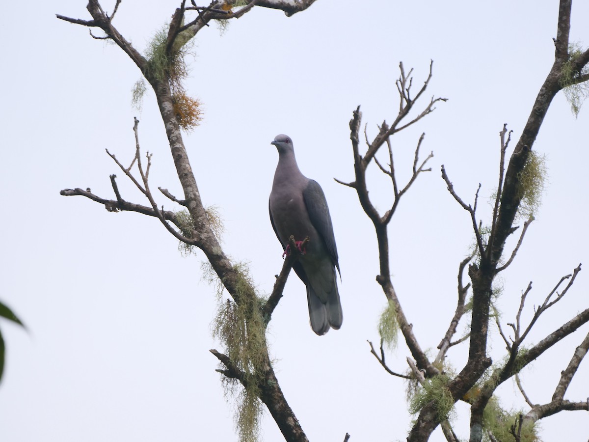 Ring-tailed Pigeon - ML616051911