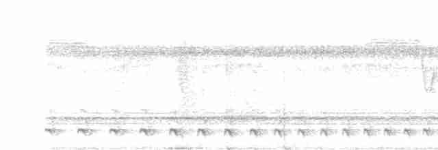 Weißbrust-Ameisenwürger - ML616051926