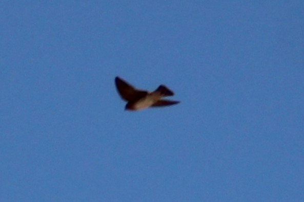 Cave Swallow (Texas) - ML616052077