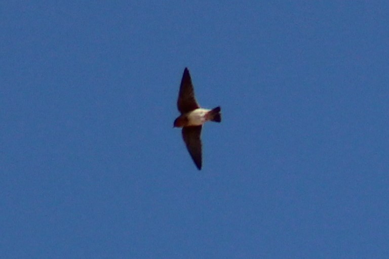 Cave Swallow (Texas) - ML616052078