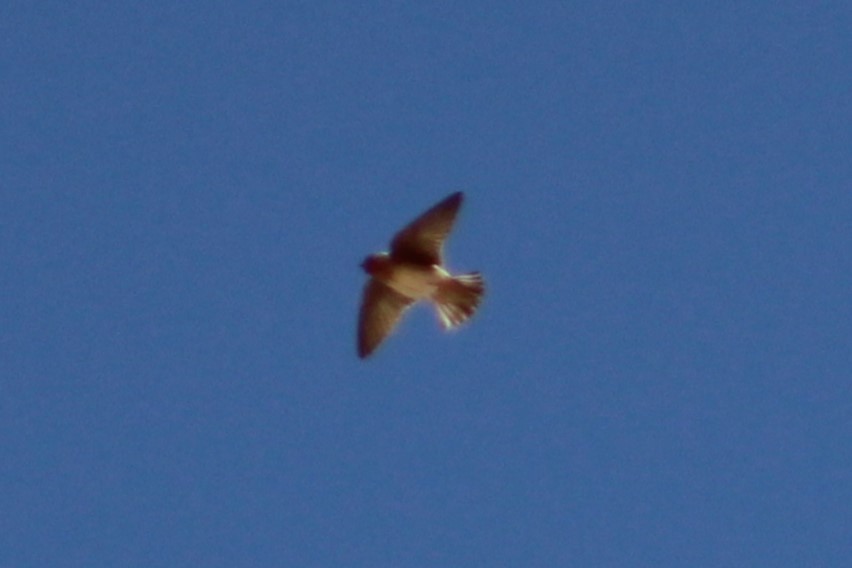 Cave Swallow (Texas) - ML616052080