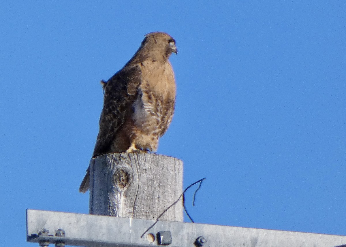 Red-tailed Hawk - ML616052145