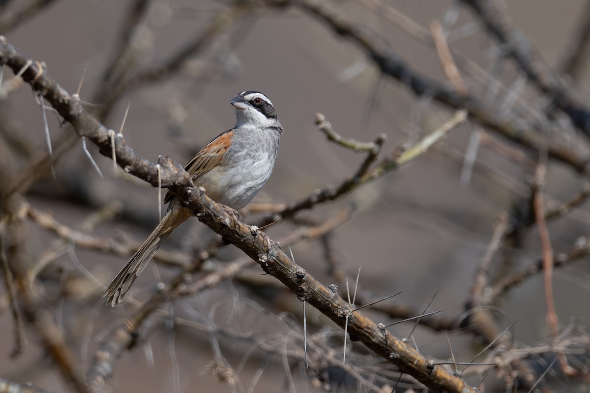 Stripe-headed Sparrow - ML616052315