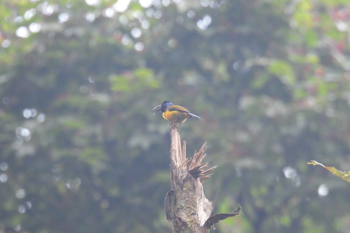 Green-tailed Sunbird - ML616052479