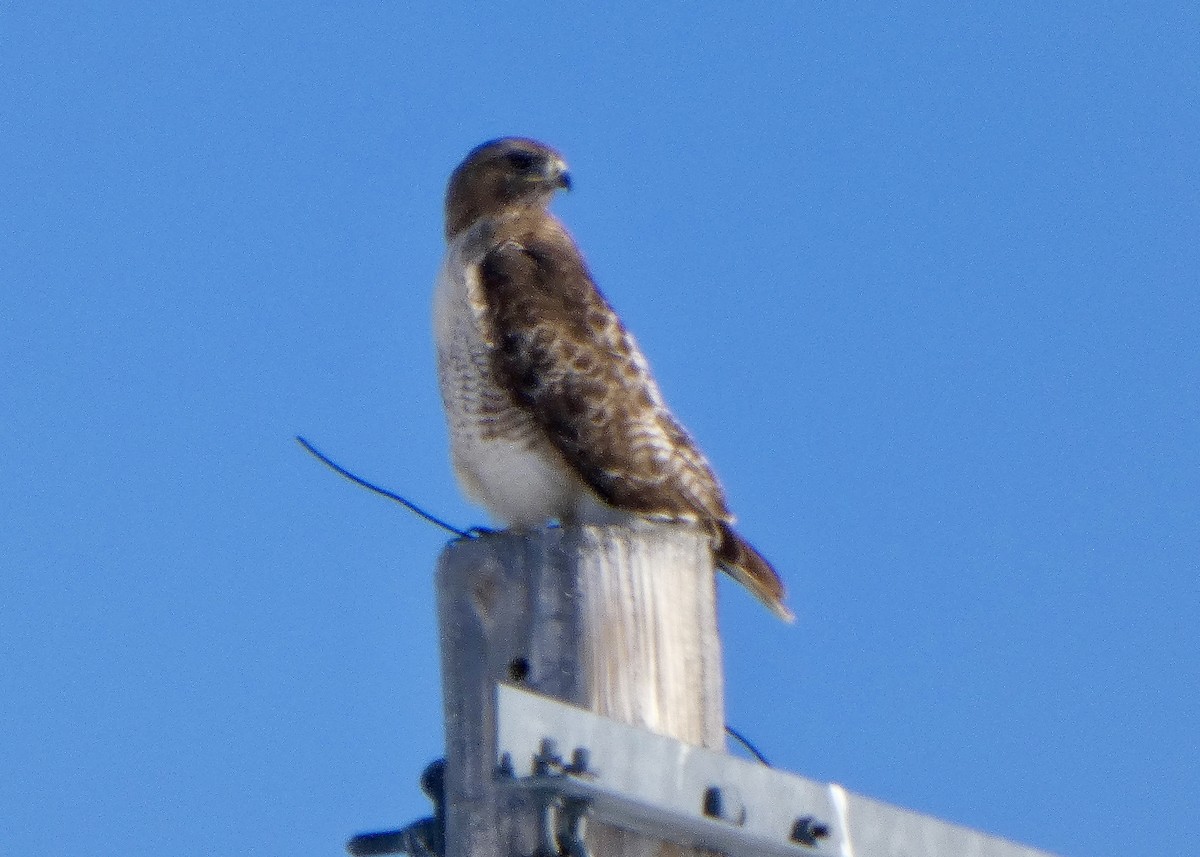 Red-tailed Hawk - ML616052512