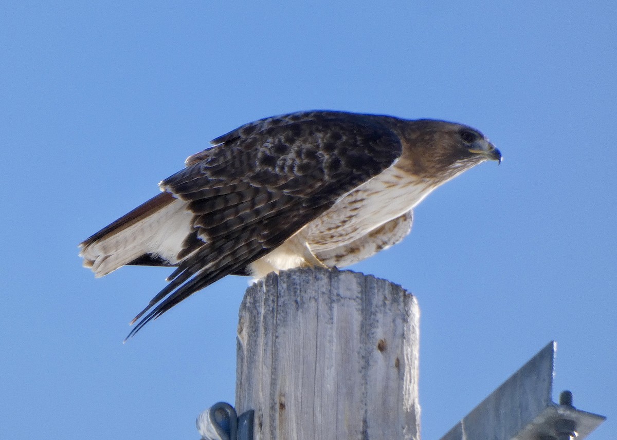 Red-tailed Hawk - ML616052514