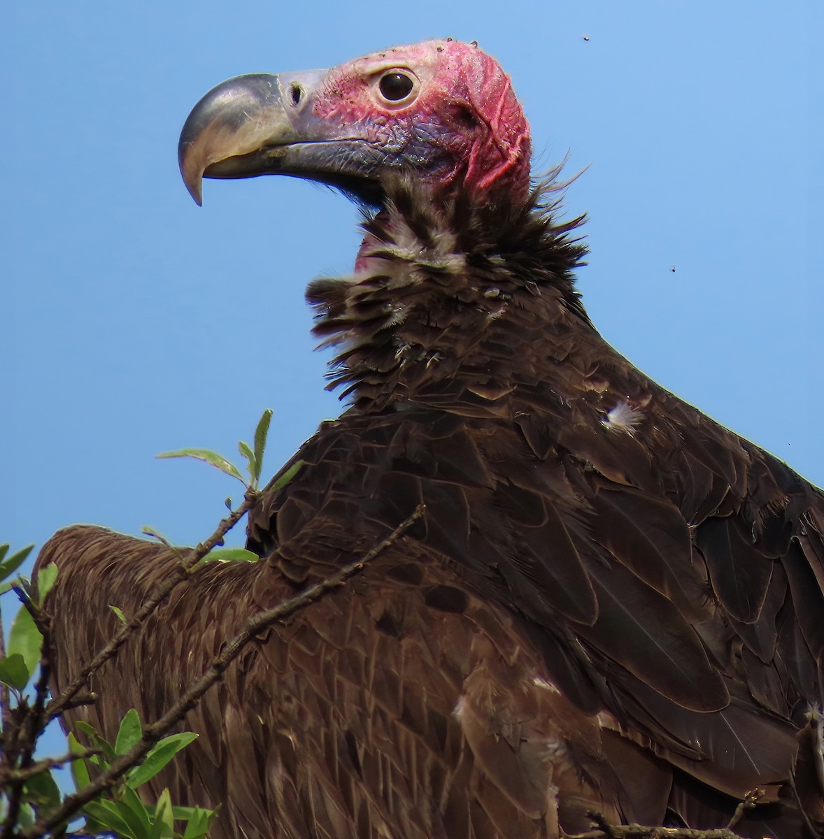 Lappet-faced Vulture - ML616052517