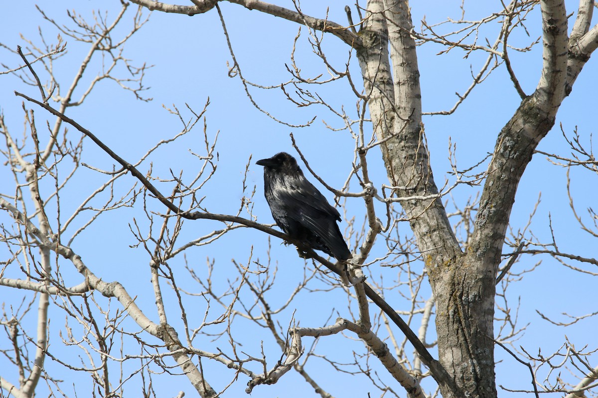 Common Raven - Raymond  Piché