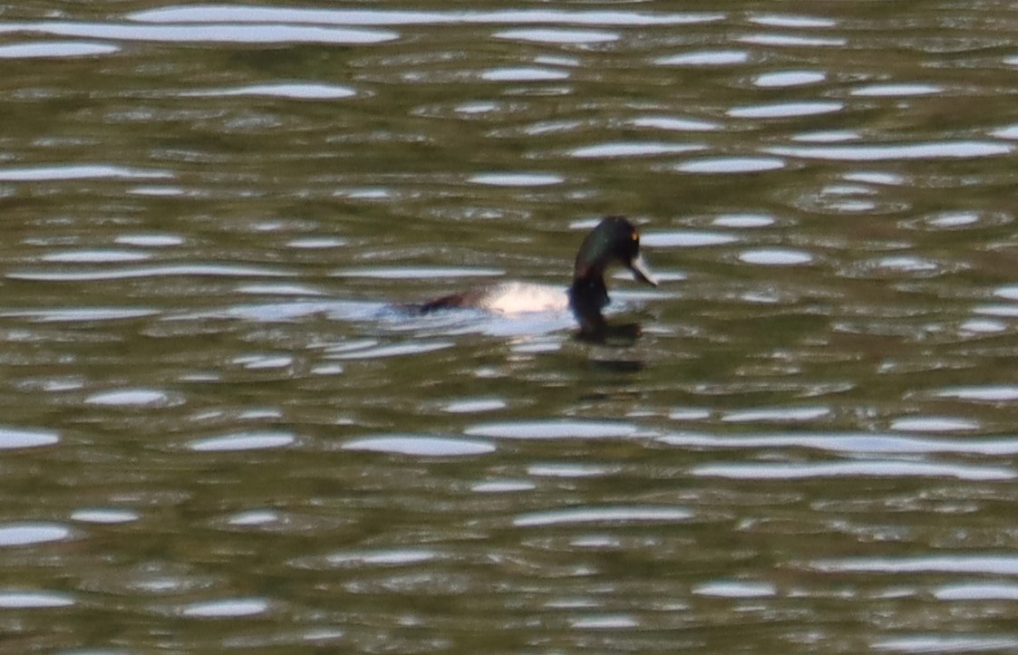 Greater Scaup - ML616052801