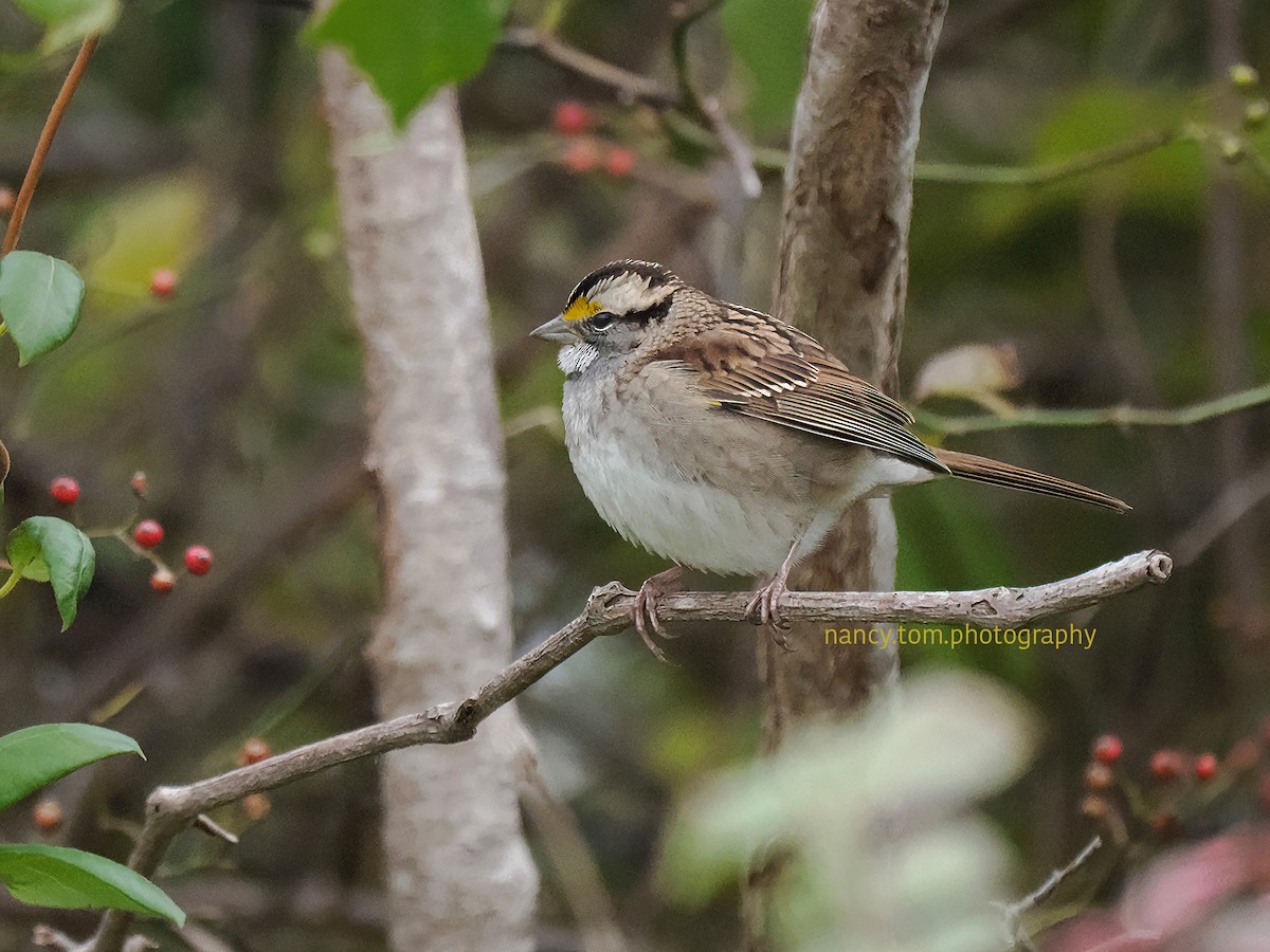 White-throated Sparrow - ML616053069