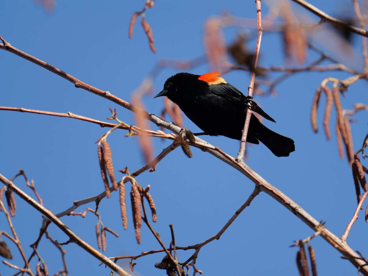 Red-winged Blackbird - Bev Davenport