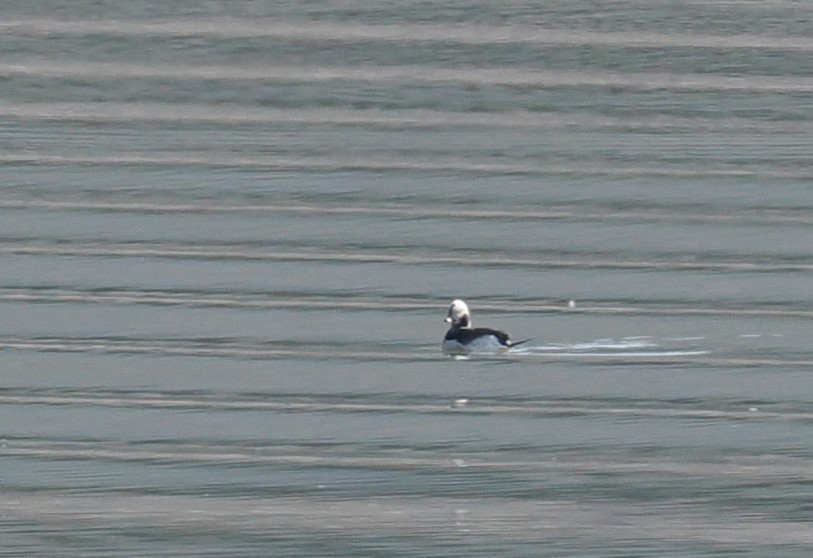 Long-tailed Duck - ML616053482