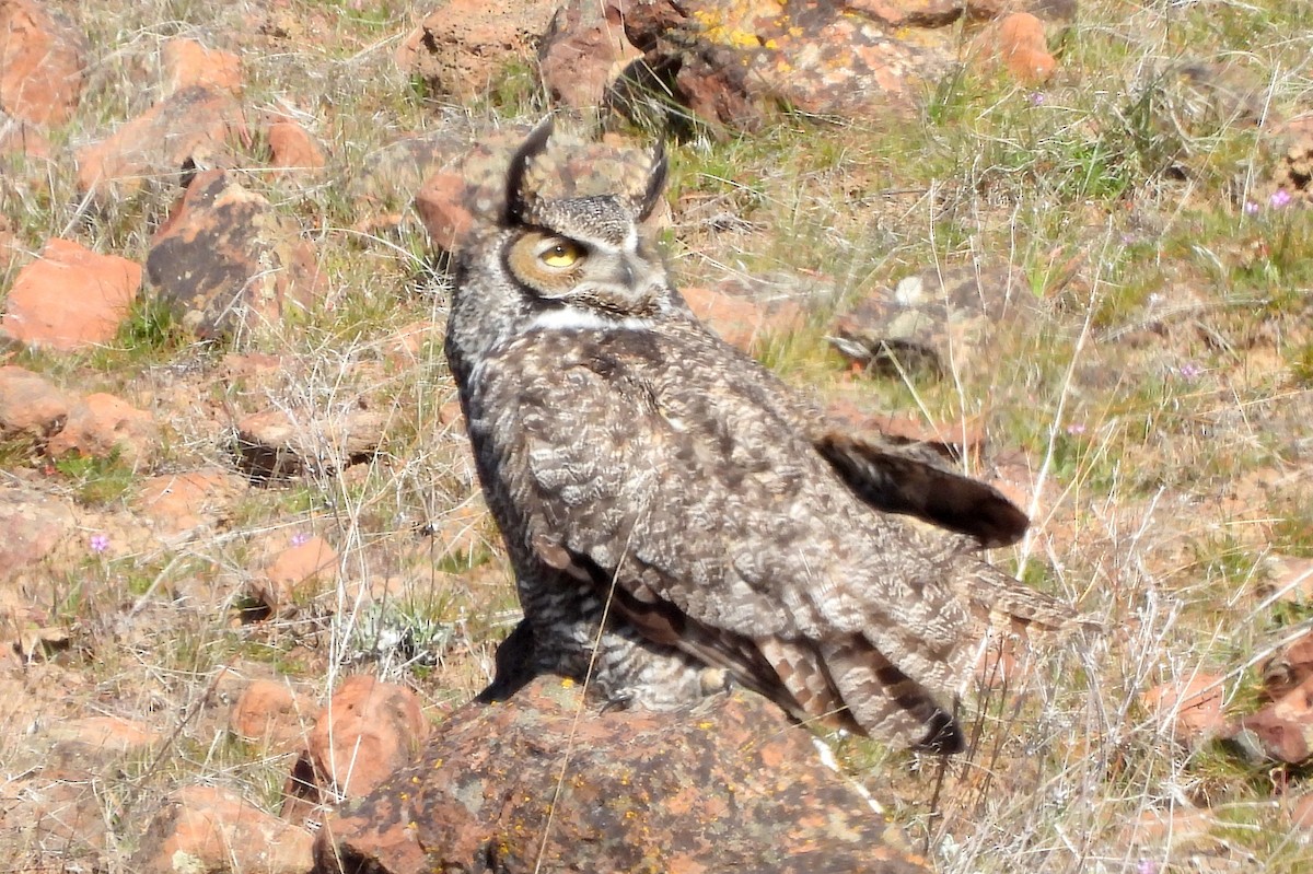 Great Horned Owl - ML616053539