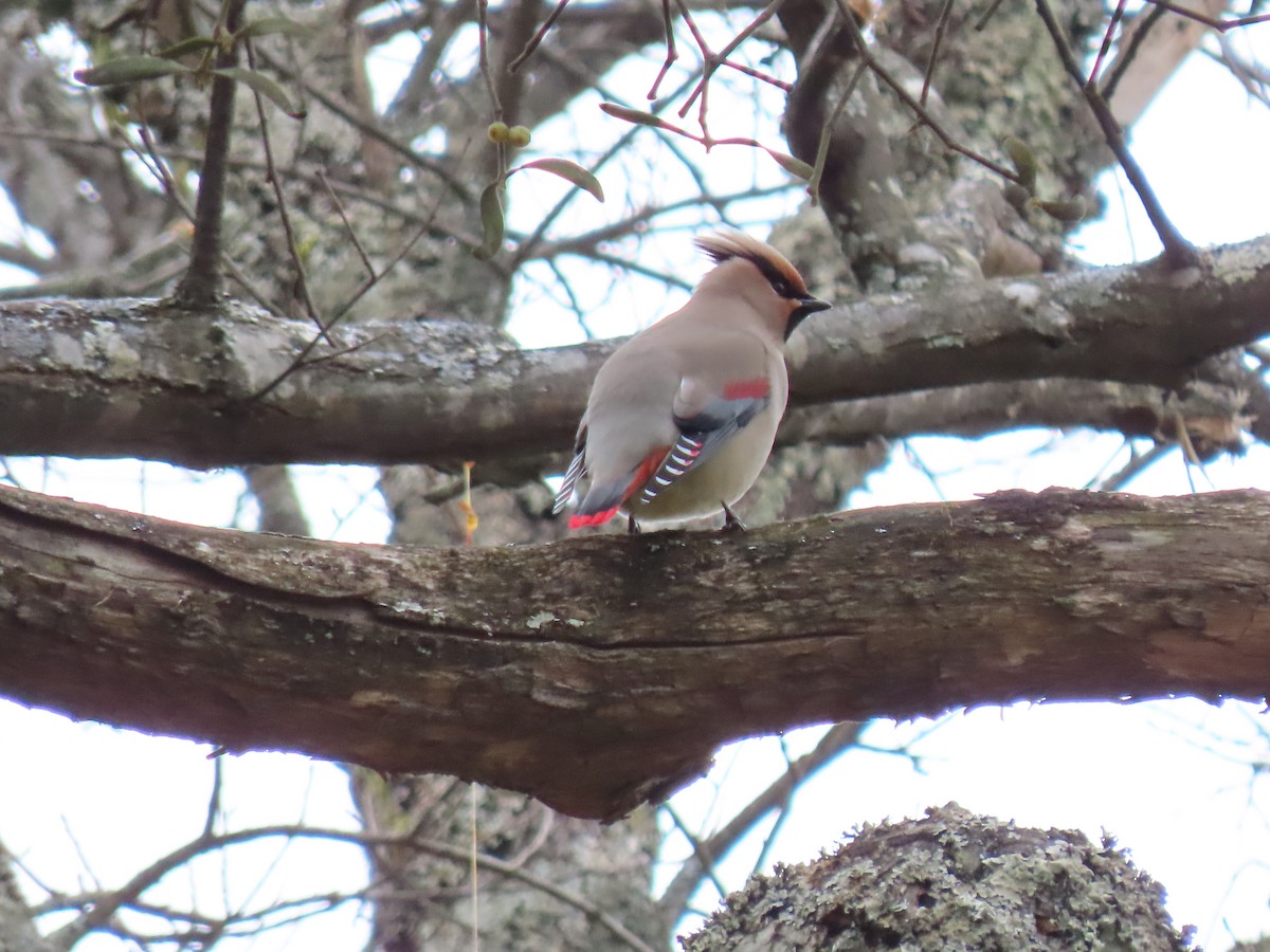 Japanese Waxwing - ML616053560