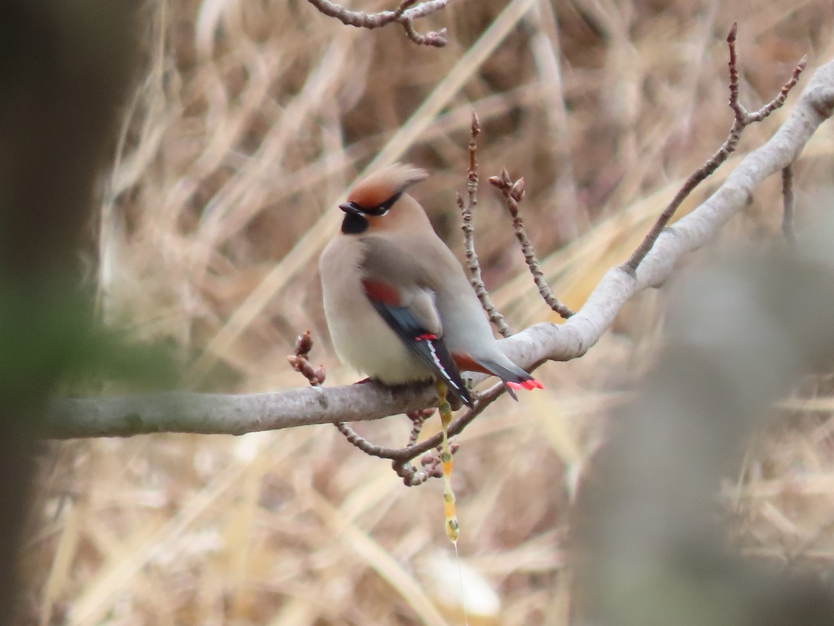 Japanese Waxwing - ML616053561