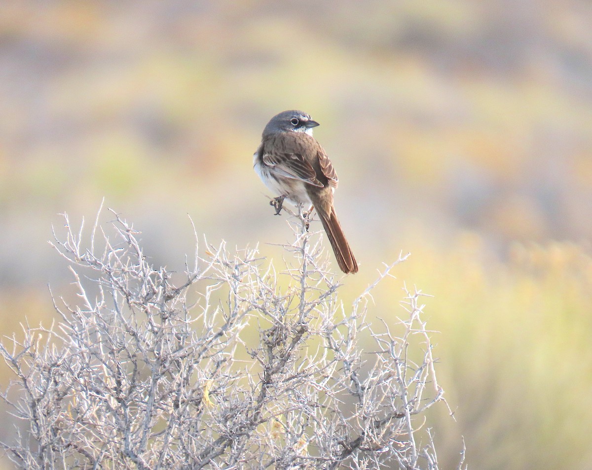 Sagebrush Sparrow - ML616053740