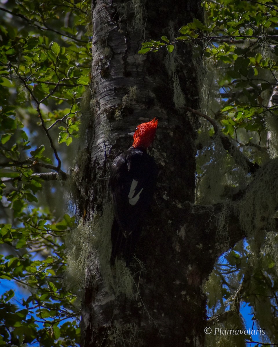 Magellanic Woodpecker - Sofía Ledezma Encina