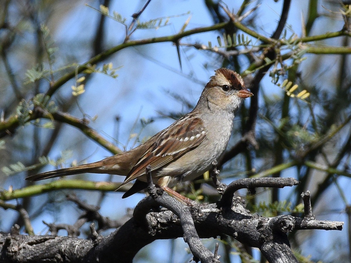 White-crowned Sparrow (oriantha) - ML616053980