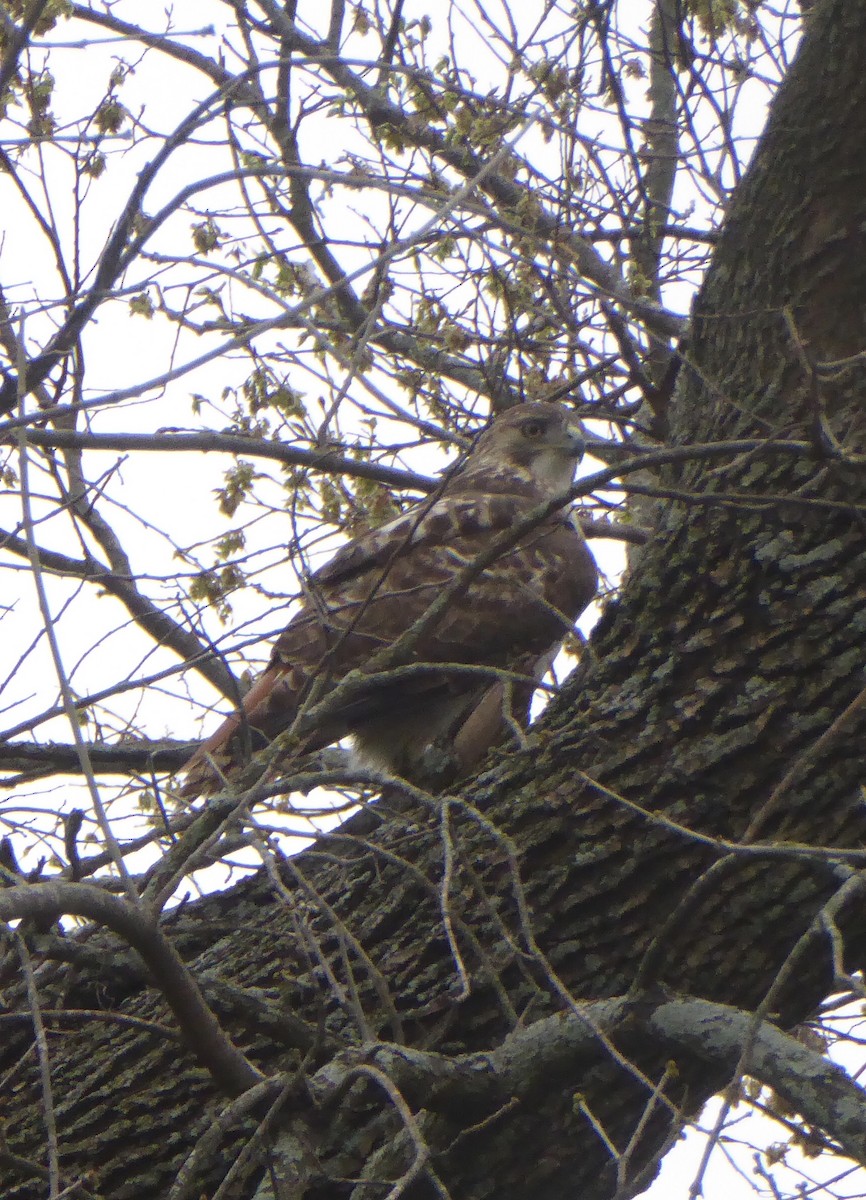 Red-tailed Hawk - ML616054091