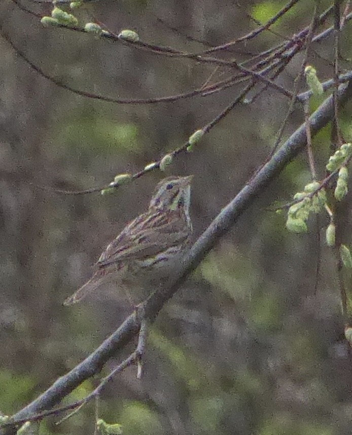 Savannah Sparrow - ML616054104