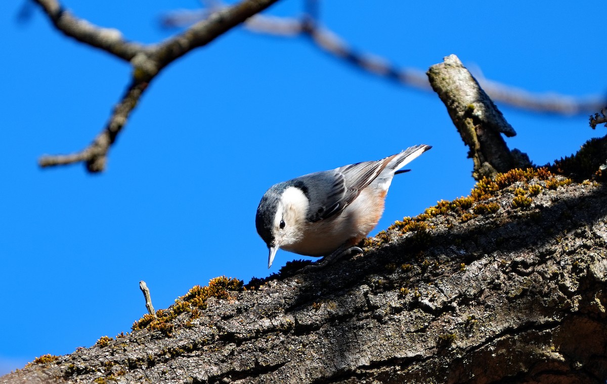 White-breasted Nuthatch - ML616054115