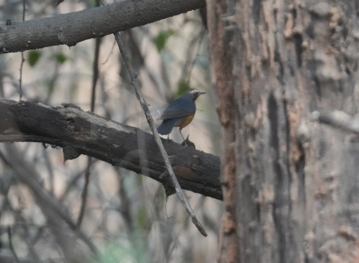 Indian Blue Robin - Sudip Simha