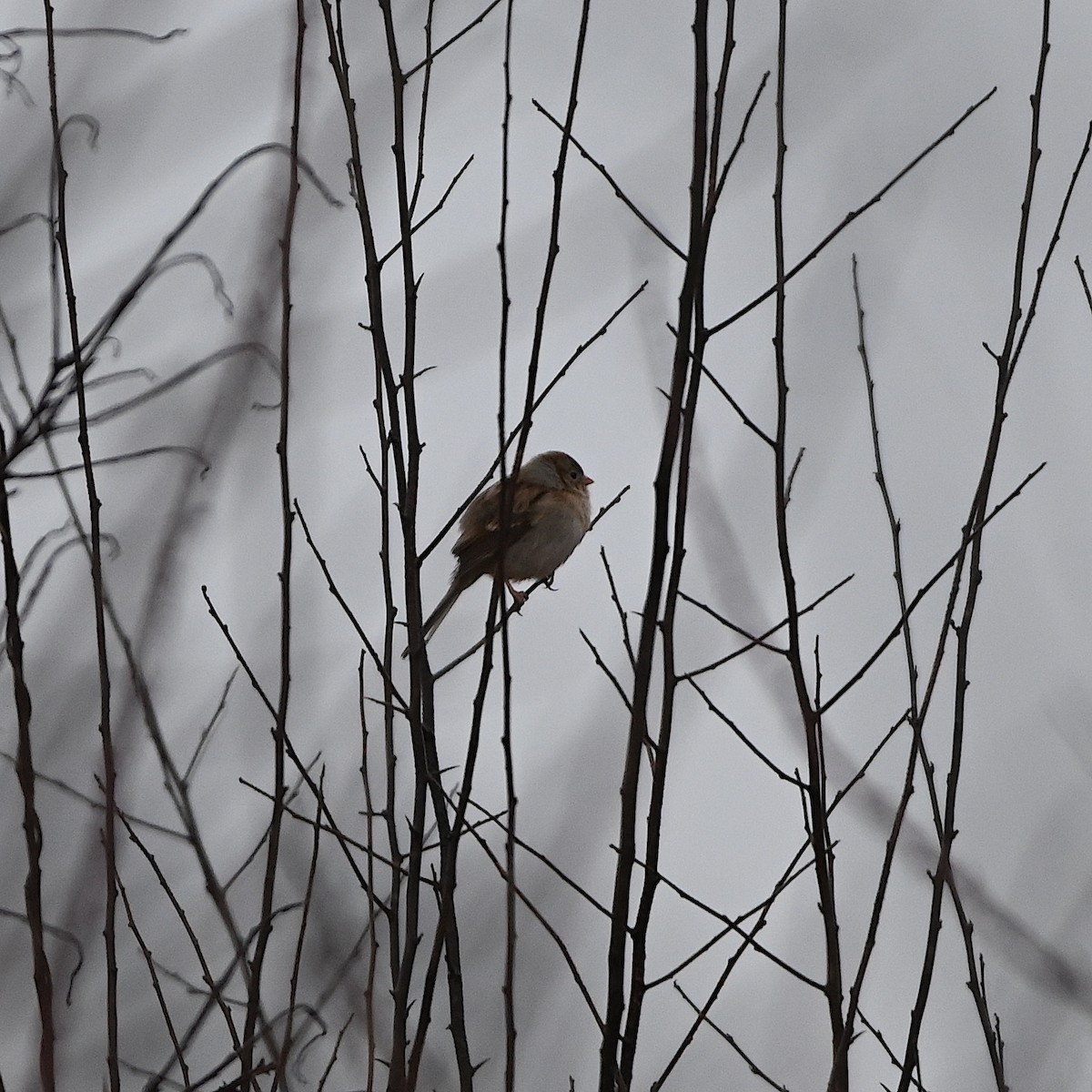 Field Sparrow - Chad Ludwig
