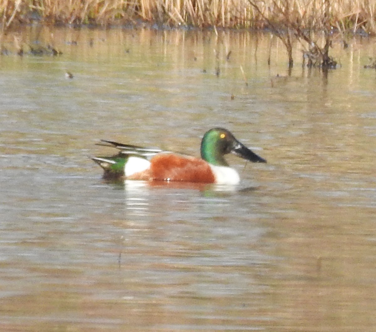 eBird Checklist - 13 Mar 2024 - Blackwater NWR--Wildlife Drive - 33 ...