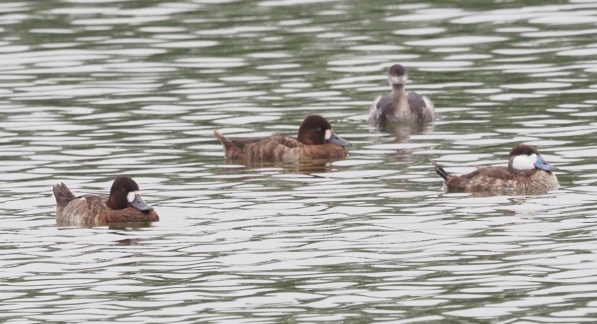 Greater Scaup - ML616054478