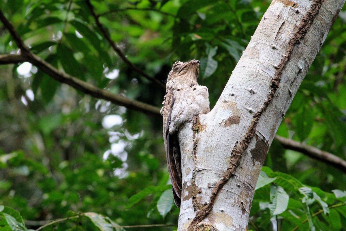 Common Potoo - Thad Roller