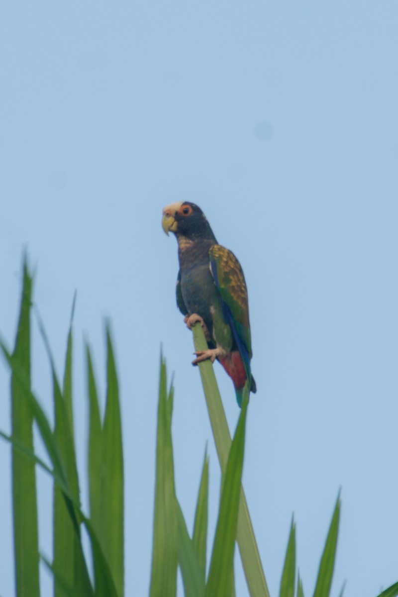 White-crowned Parrot - ML616054567