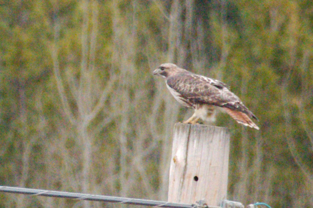 Red-tailed Hawk (abieticola) - ML616054616