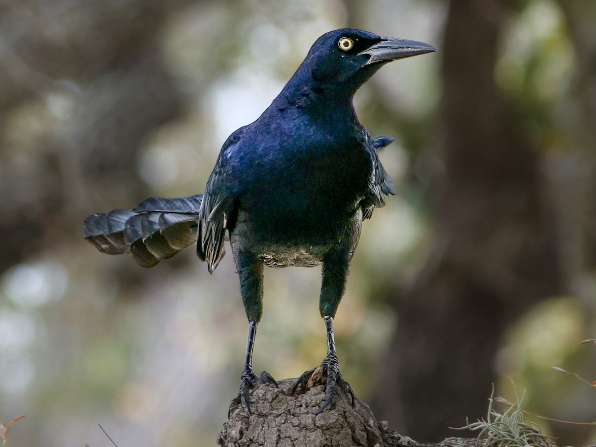 Great-tailed Grackle - ML616054622