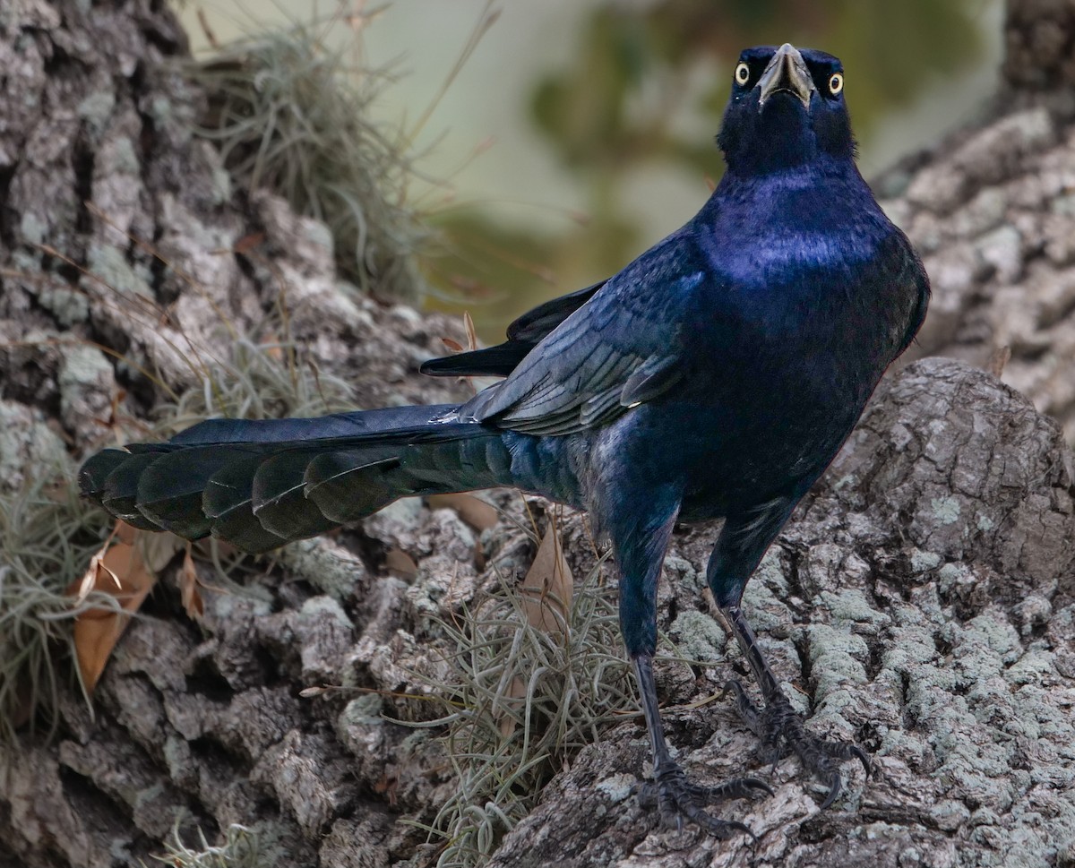 Great-tailed Grackle - ML616054623