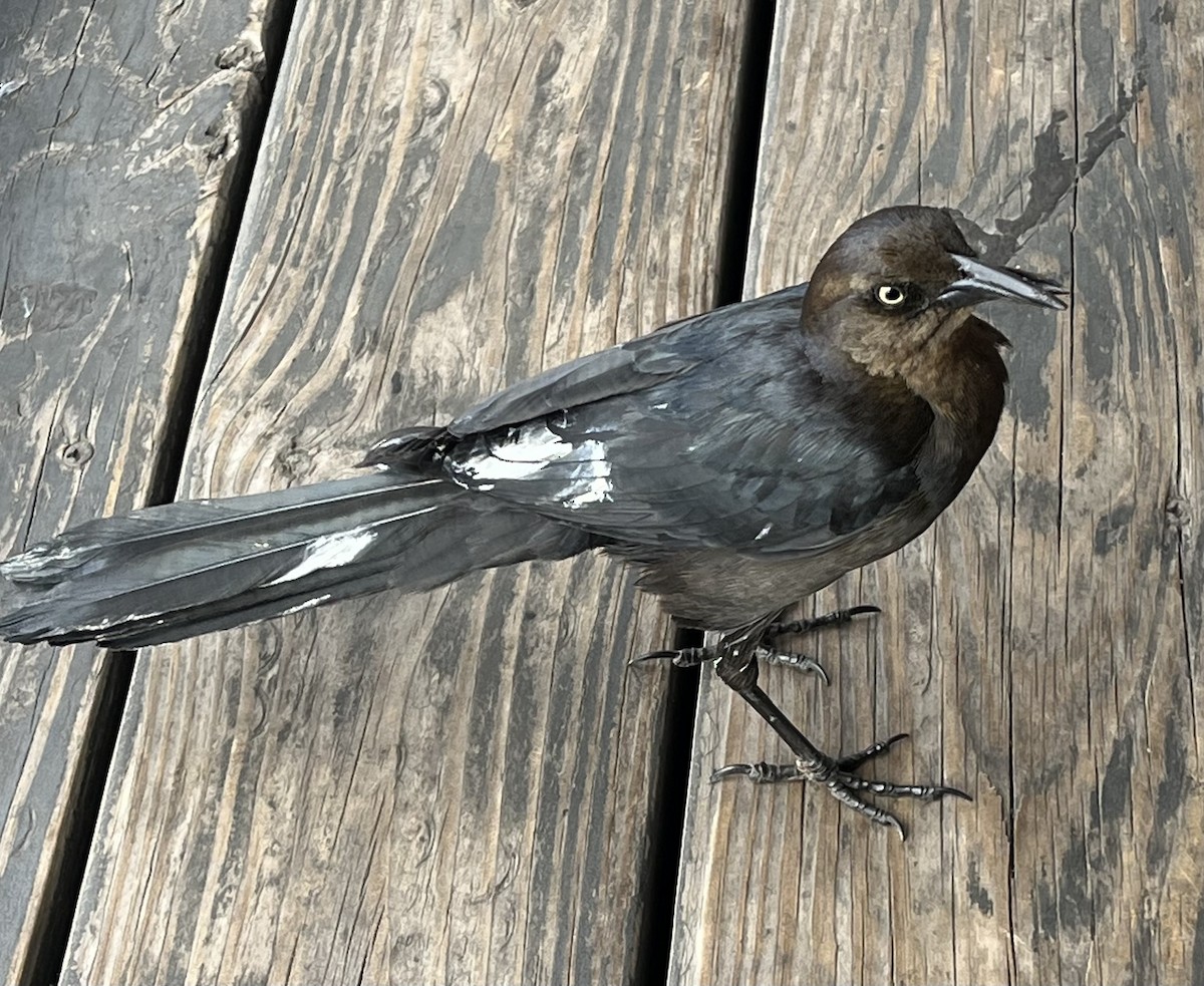 Great-tailed Grackle - ML616054715