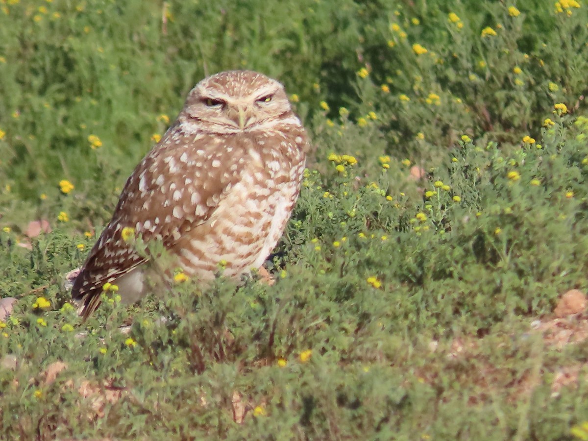 Burrowing Owl (Western) - ML616054768