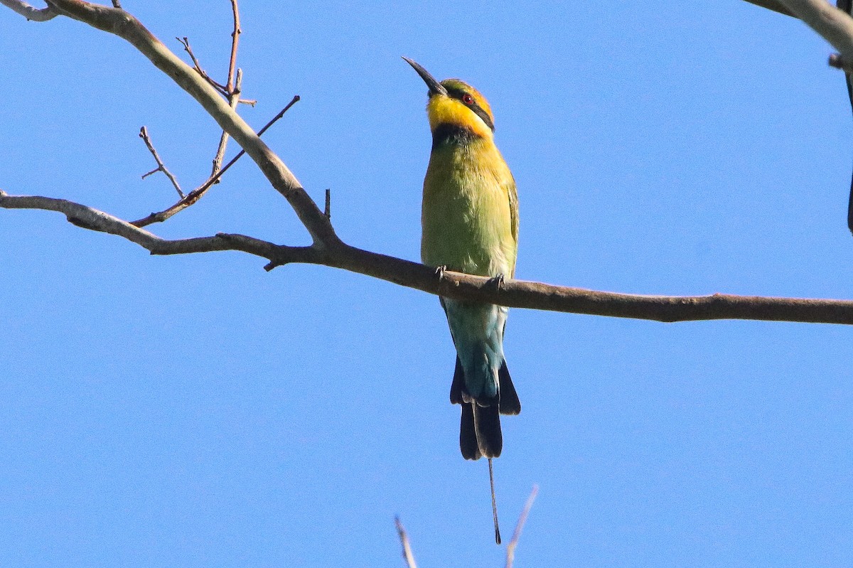 Rainbow Bee-eater - Sandra Gallienne