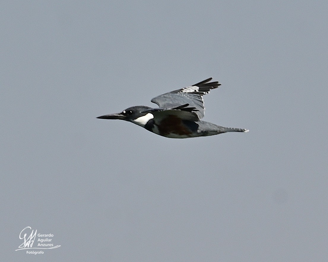 Belted Kingfisher - ML616055039