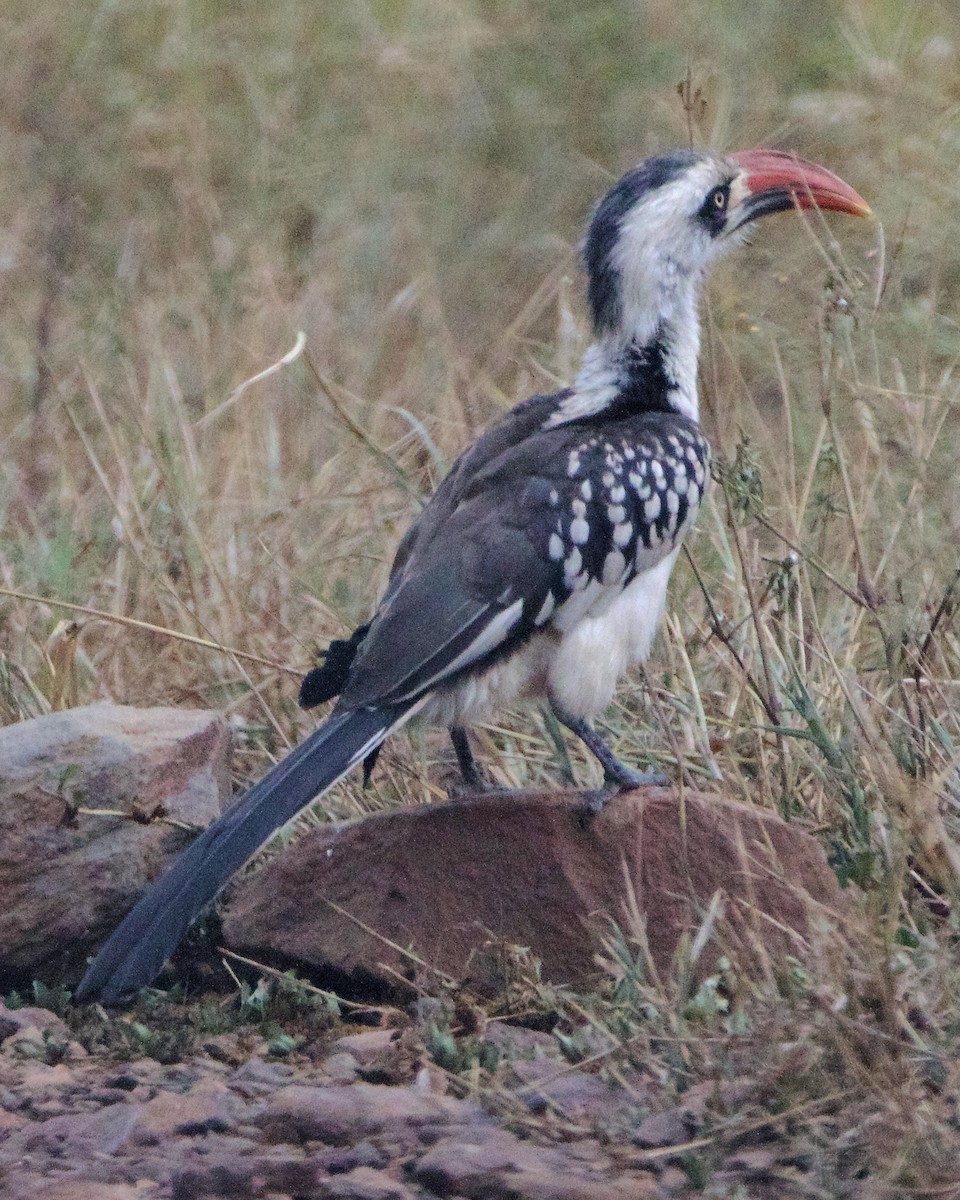 Tanzanian Red-billed Hornbill - ML616055053