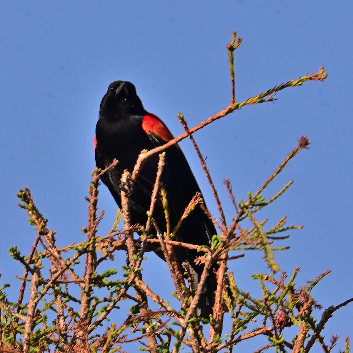 Red-winged Blackbird - ML616055064