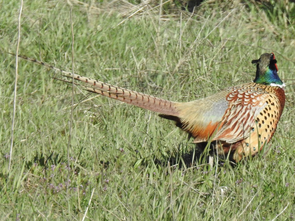 Ring-necked Pheasant - ML616055073